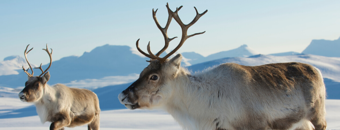 Reindeer Hides