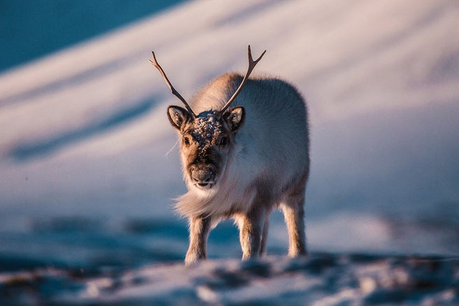 Guest Blog: Jonny Stage, Svalbard 78 North