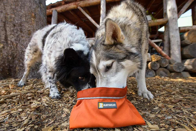 Adventures with your Dog