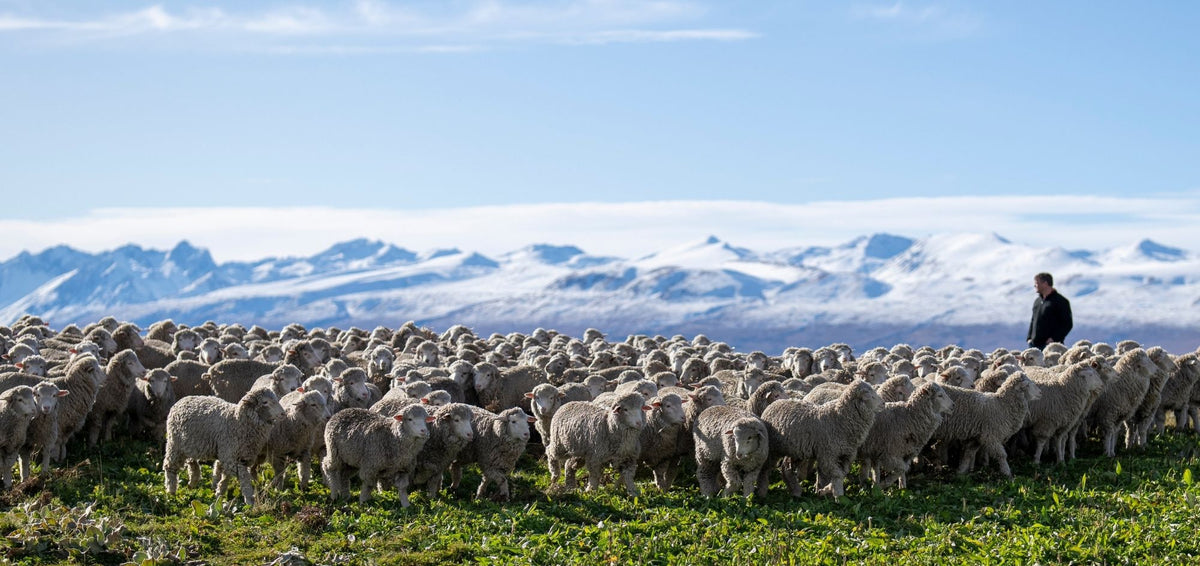 Flock of merino sheep with snow-capped mountains behind