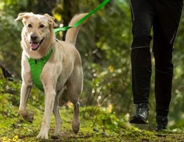 Dog Outdoor Accessories